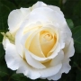 Rožė (Rosa) 'Chopin'